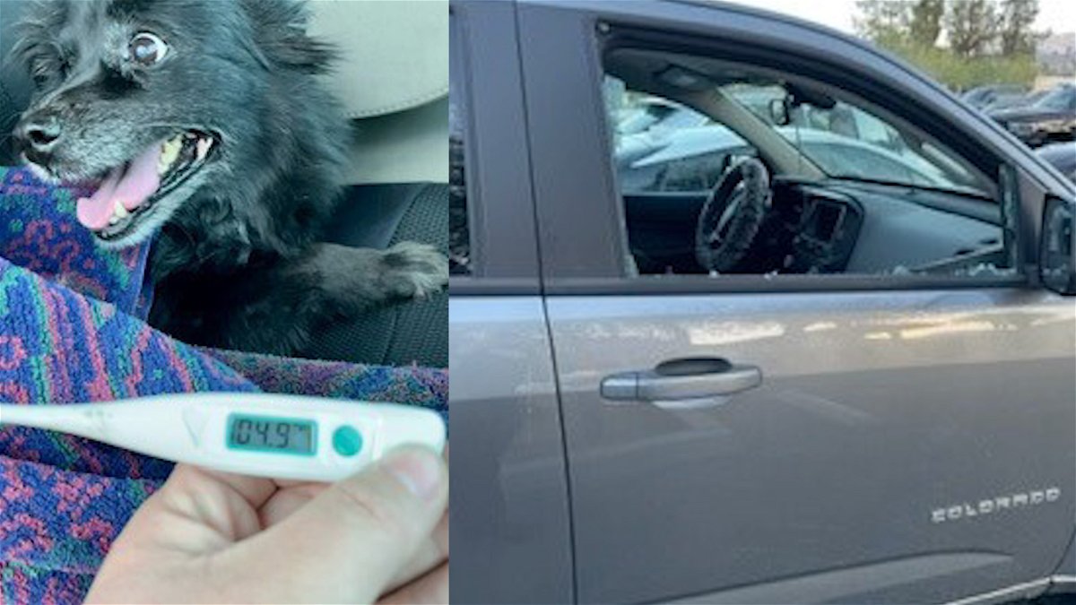 Dog owner arrested in Palm Desert after leaving pet in car during 102-degree day