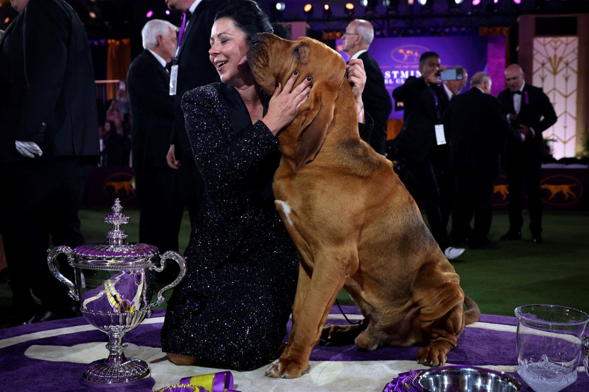 Trumpet, a bloodhound, wins Best in Show at the Westminster Dog Show KESQ