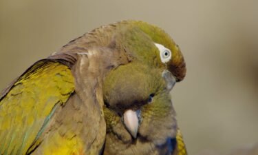 The burrowing parrots are so named because they tunnel into the sandy cliffsides to build their nests. These tunnels can be up to 9.8 feet (about 3 meters) deep.