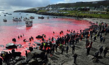 People gather in front of the sea during a pilot whale hunt in Torshavn
