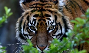 A Sumatran tiger named Tila is picured at the Bioparco of Rome on March 31
