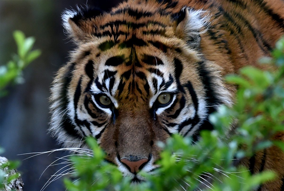 <i>TIZIANA FABI/AFP/Getty Images</i><br/>A Sumatran tiger named Tila is picured at the Bioparco of Rome on March 31