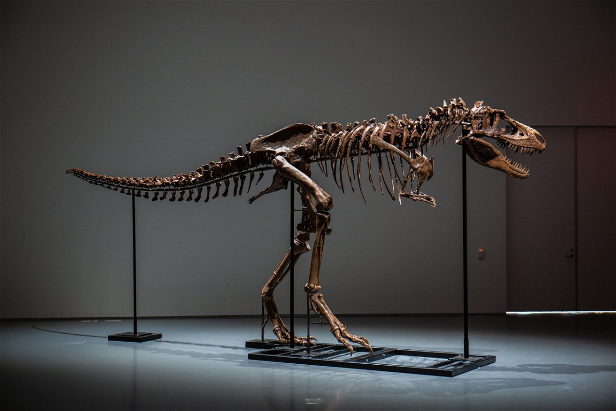 <i>Courtesy Sotheby's</i><br/>When the ancient skeleton of a Gorgosaurus goes up for auction for the first time today