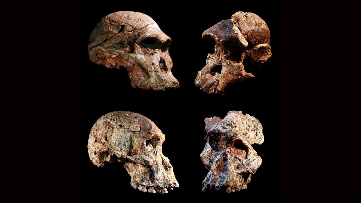 <i>Jason Heaton/Ronald Clarke/Ditsong Museum of Natural History</i><br/>These are four different Australopithecus skulls found in the Sterkfontein Caves in South Africa.