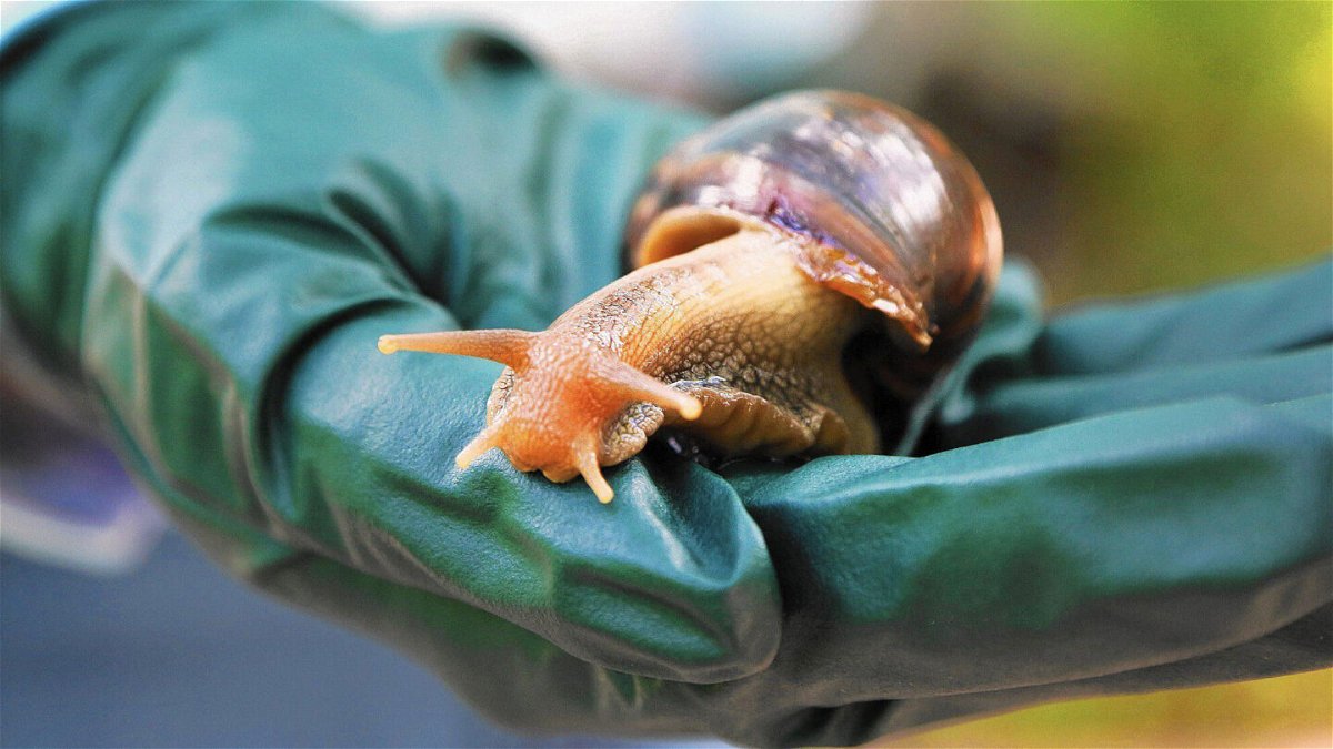 <i>Carline Jean/South Florida Sun-Sentinel/TNS/ABACAPRESS.COM/Reuters</i><br/>A Florida county is under quarantine due to the discovery of invasive giant African land snails.