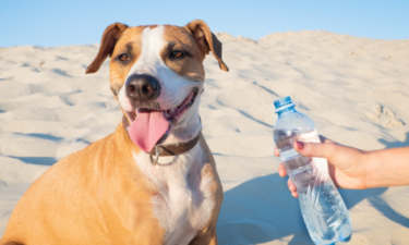 How to protect your dog from hot weather