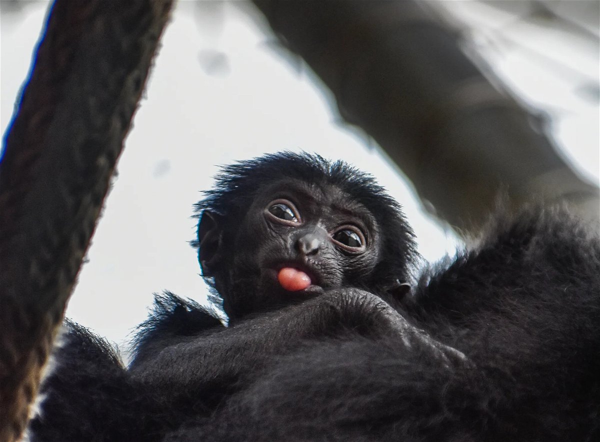 <i>Virginia Zoo</i><br/>The Virginia Zoo's newest addition to its clan of endangered siamangs will be named by a member of the public through an auction.