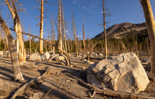 Dead trees are seen near drought-shrunken Horseshoe Lake near Mammoth Lakes