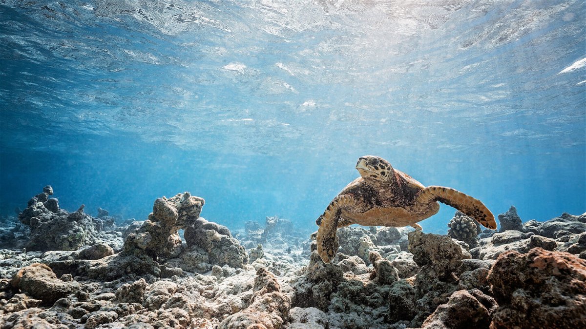 <i>Vakkuru/Nekton/AP</i><br/>A turtle swims above the seabed on February 6 in Vakkuru
