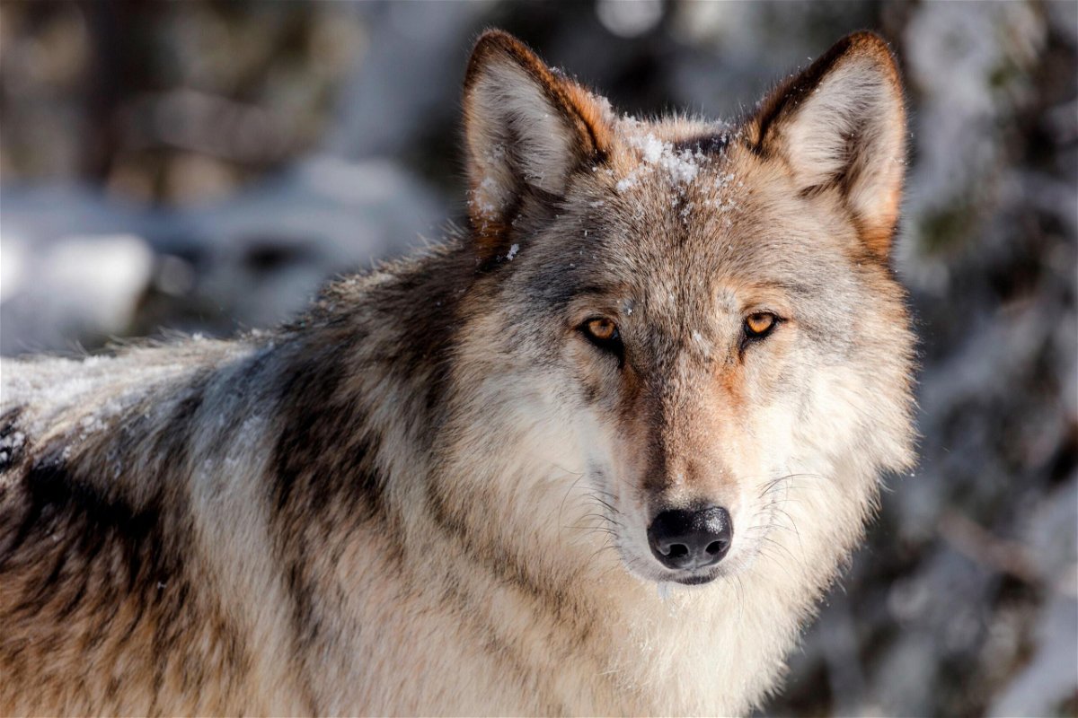 <i>Jacob W. Frank/AP</i><br/>Researchers proposed a massive network of protected federal land be set aside for gray wolves across 11 Western states.