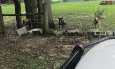 A 61-year-old postal carrier died after being attacked by five dogs. The Putnam County Sheriff's Office released a photo of the dogs involved.