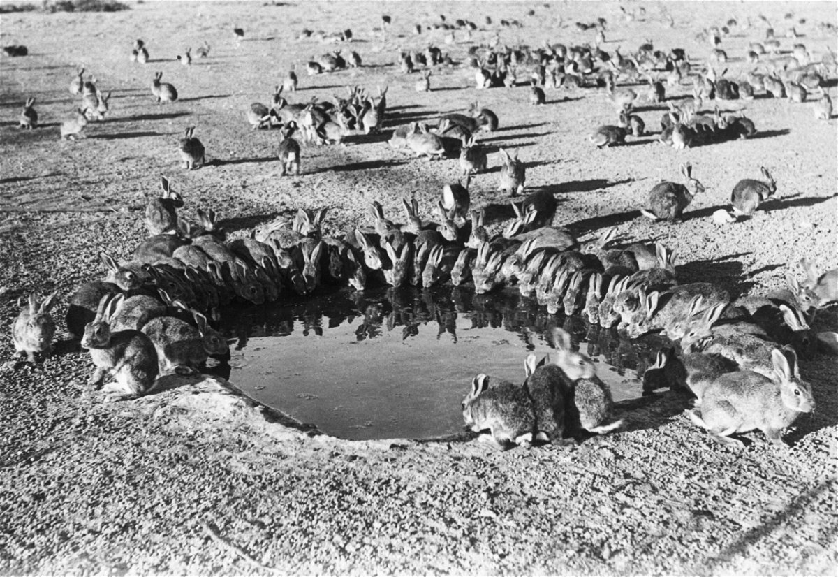 <i>Bettmann Archive/Getty Images</i><br/>Wild rabbits gather to drink in Australia.