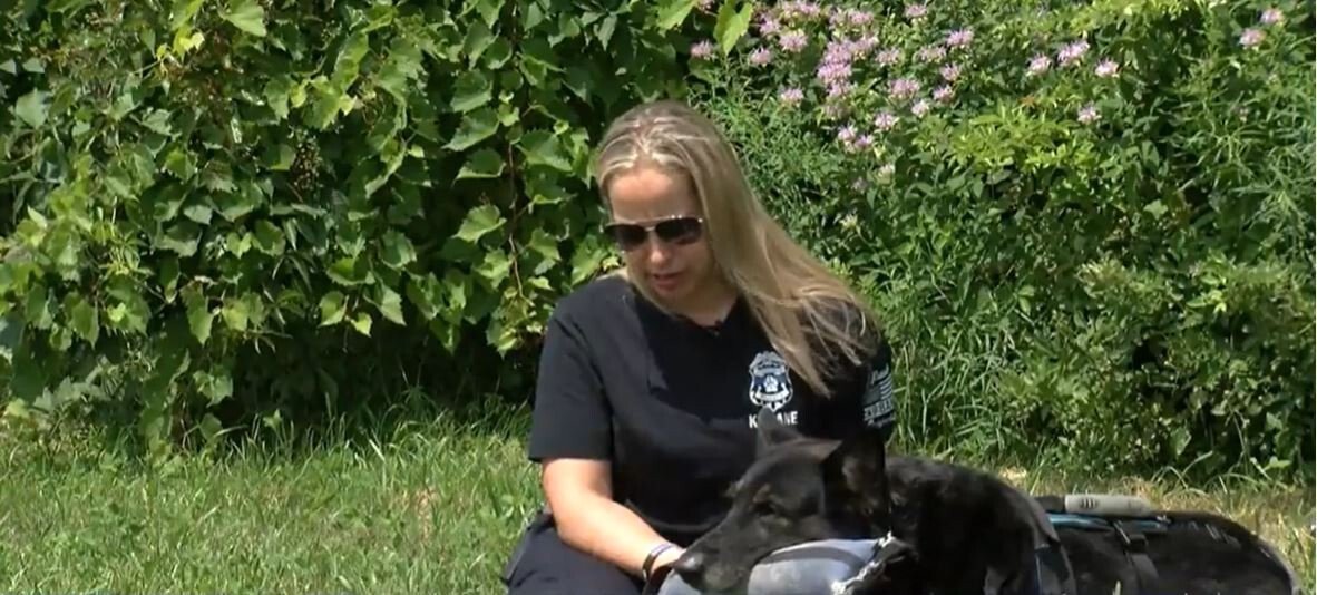 'You just keep going': Retired St. Francis K-9 Bane continues to fight ...