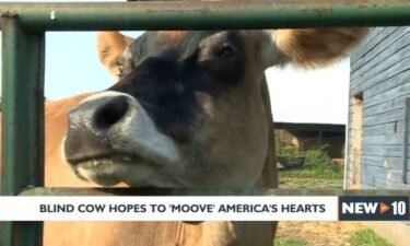 Nessie the blind cow hopes to 'mooove' hearts to become PAWS 2022 'America's Favorite Pet.'