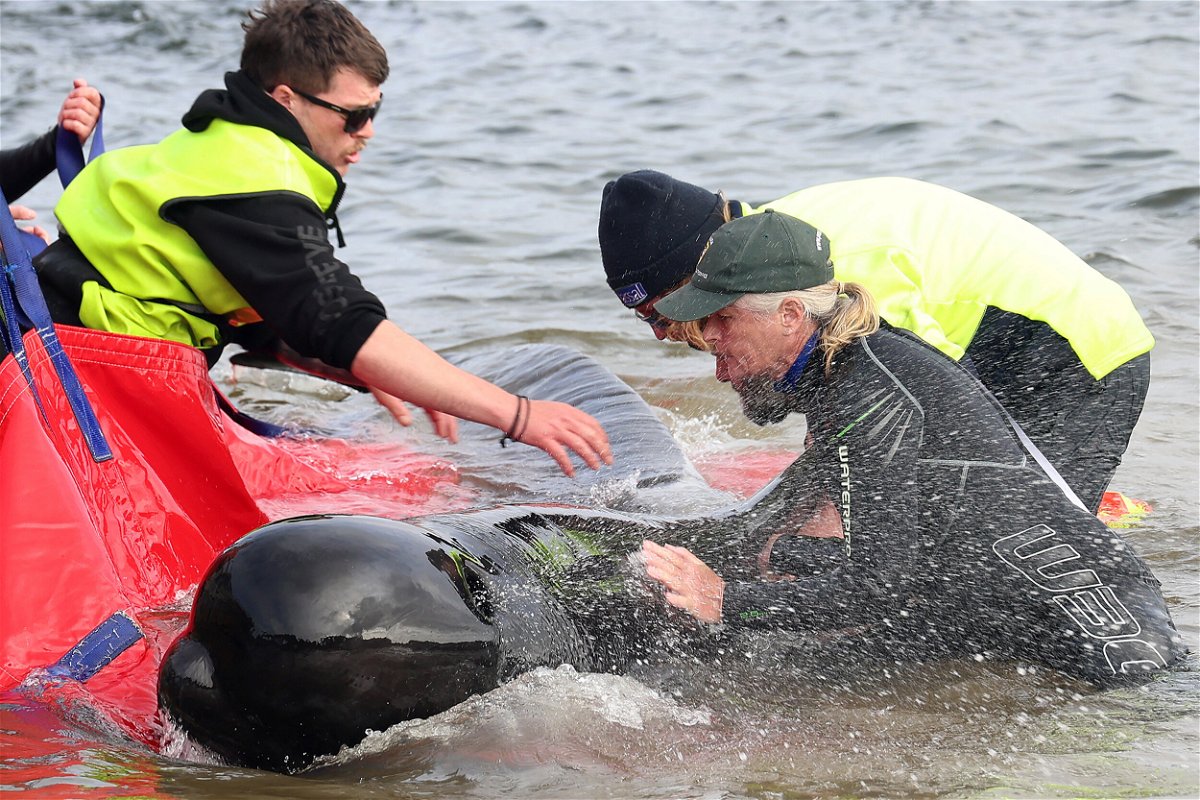 <i>Glenn Nicholls/AFP/Getty Images</i><br/>Rescuers in Tasmania release a stranded pilot whale back into the ocean.