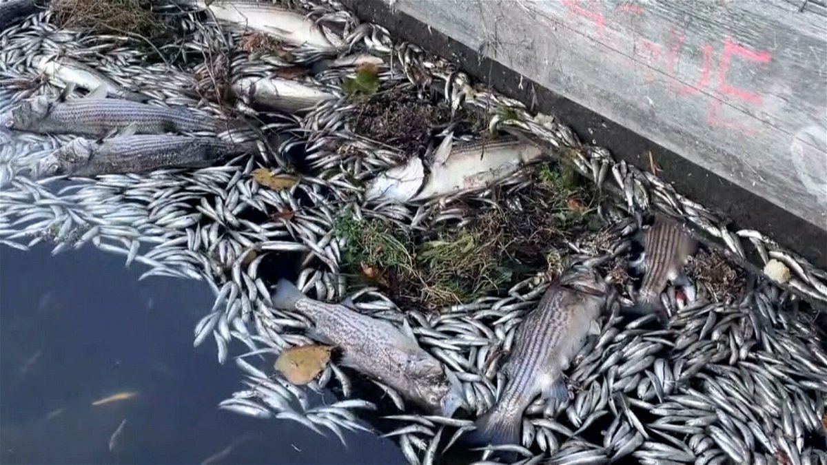 An algae bloom has killed thousands of fish in the San Francisco