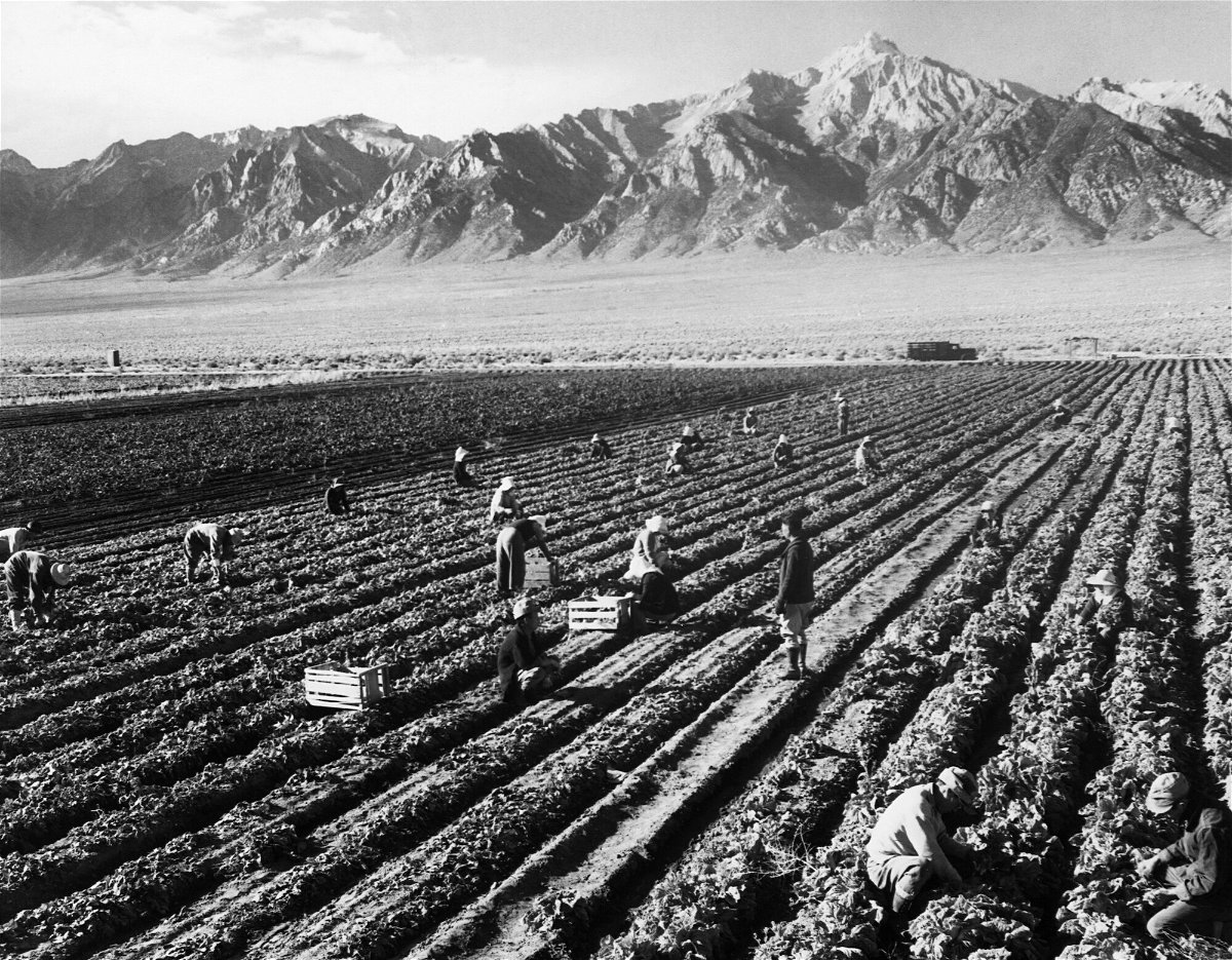 <i>Ansel Adams/Corbis/Getty Images</i><br/>People of Japanese ancestry are shown working in a potato field at Manzanar War Relocation Center