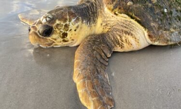 Hundreds of emaciated loggerhead sea turtles have washed up on Texas beaches