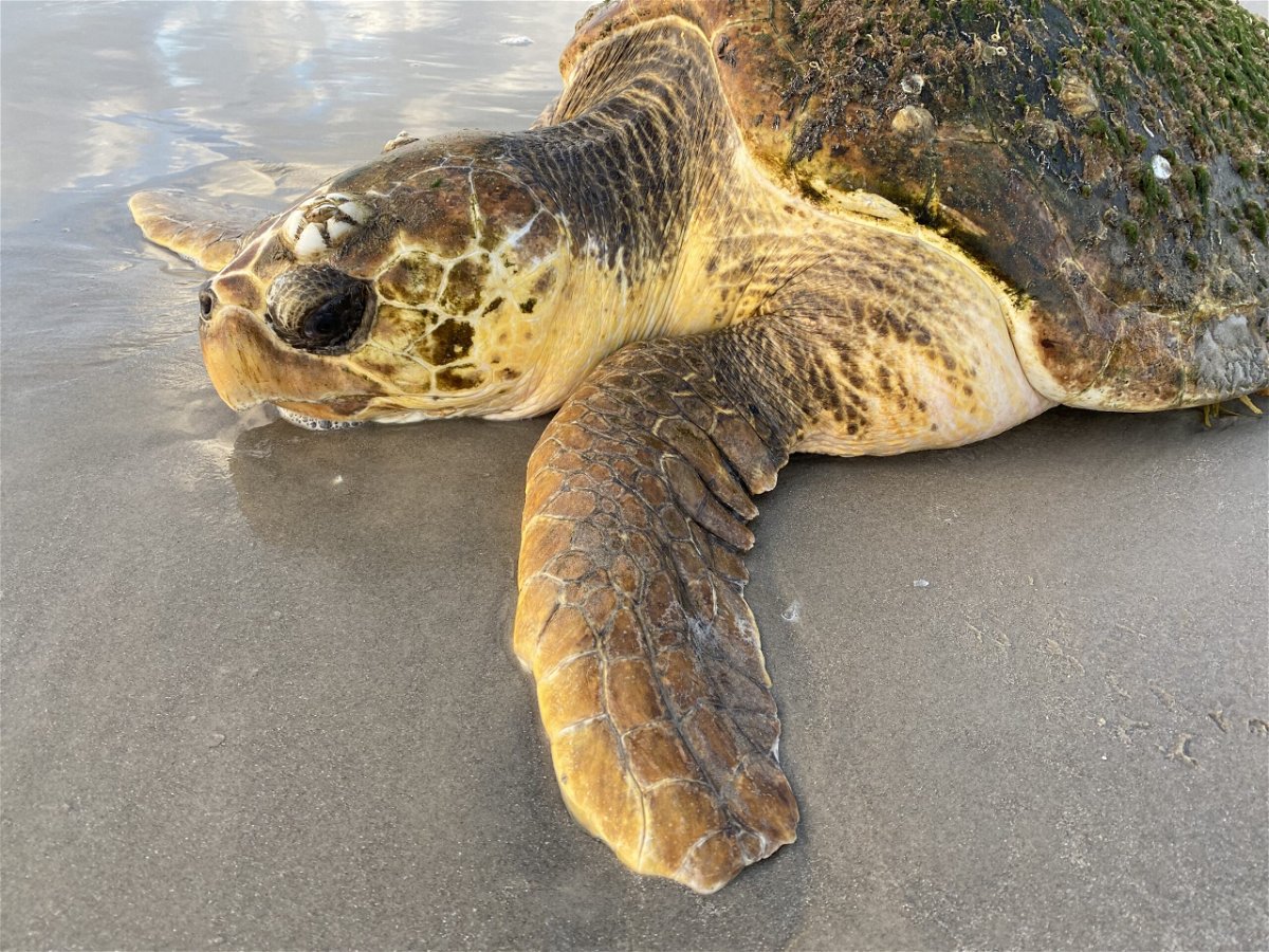 <i>Donna Shaver/NPS/National Park Service</i><br/>Hundreds of emaciated loggerhead sea turtles have washed up on Texas beaches