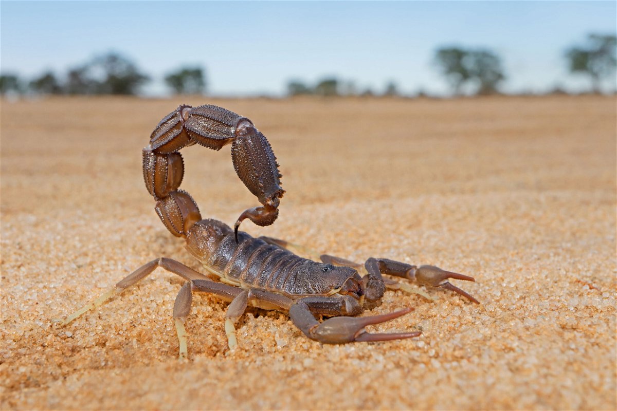 Research into the mating habits of constipated scorpions wins an Ig Nobel  Prize - KESQ