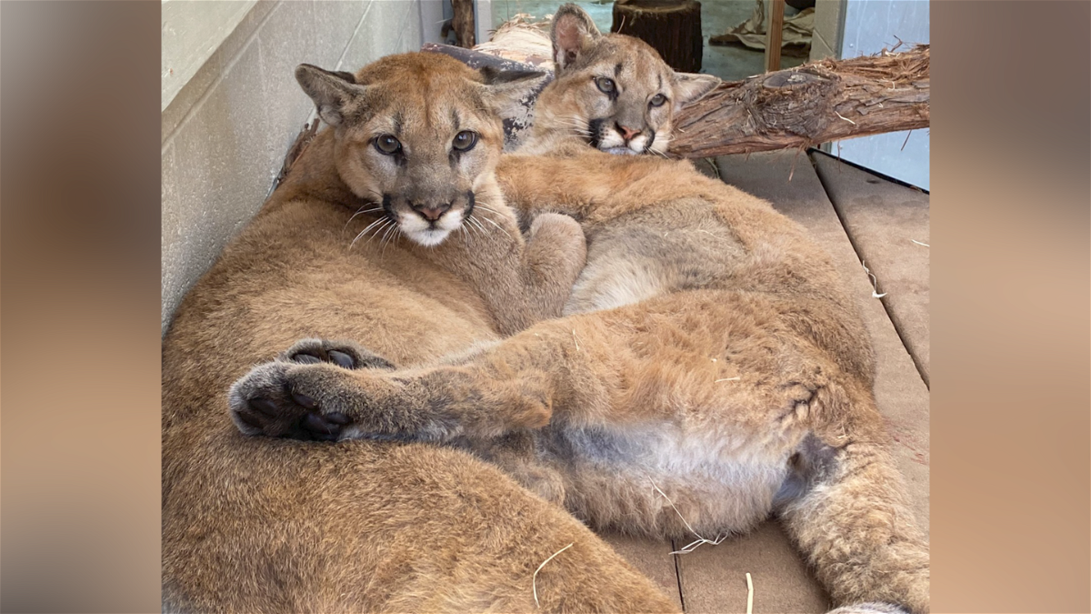 Rose and Sage, rescued mountain lions at the Oakland Zoo