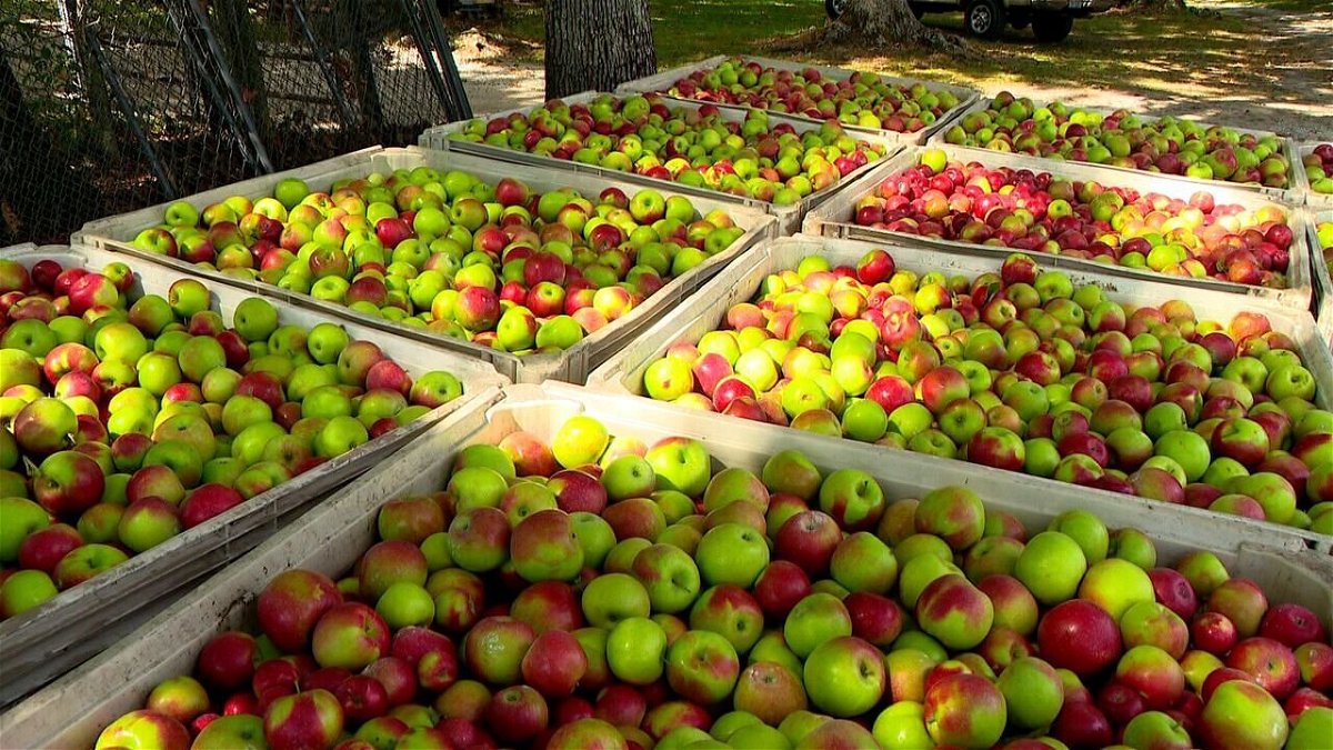 <i>WLOS</i><br/>Apple farms crucial to North Carolina could be impacted by sewer proposal.