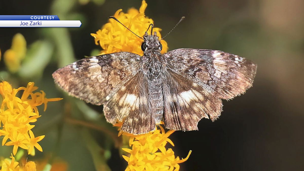 White-patched skipper spotted in Joshua Tree National Park (Oct. 2022)