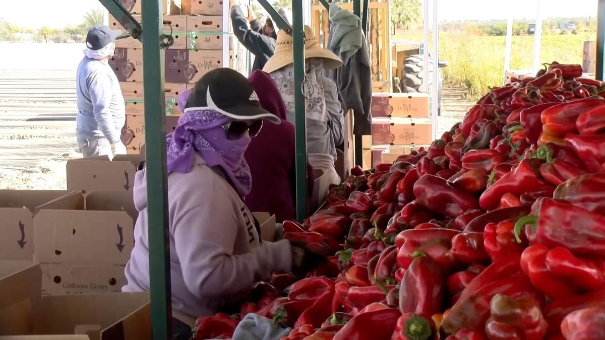 Ingresos por envíos de cuero repuntan y llegan a US$ 46 millones, Agronegocios