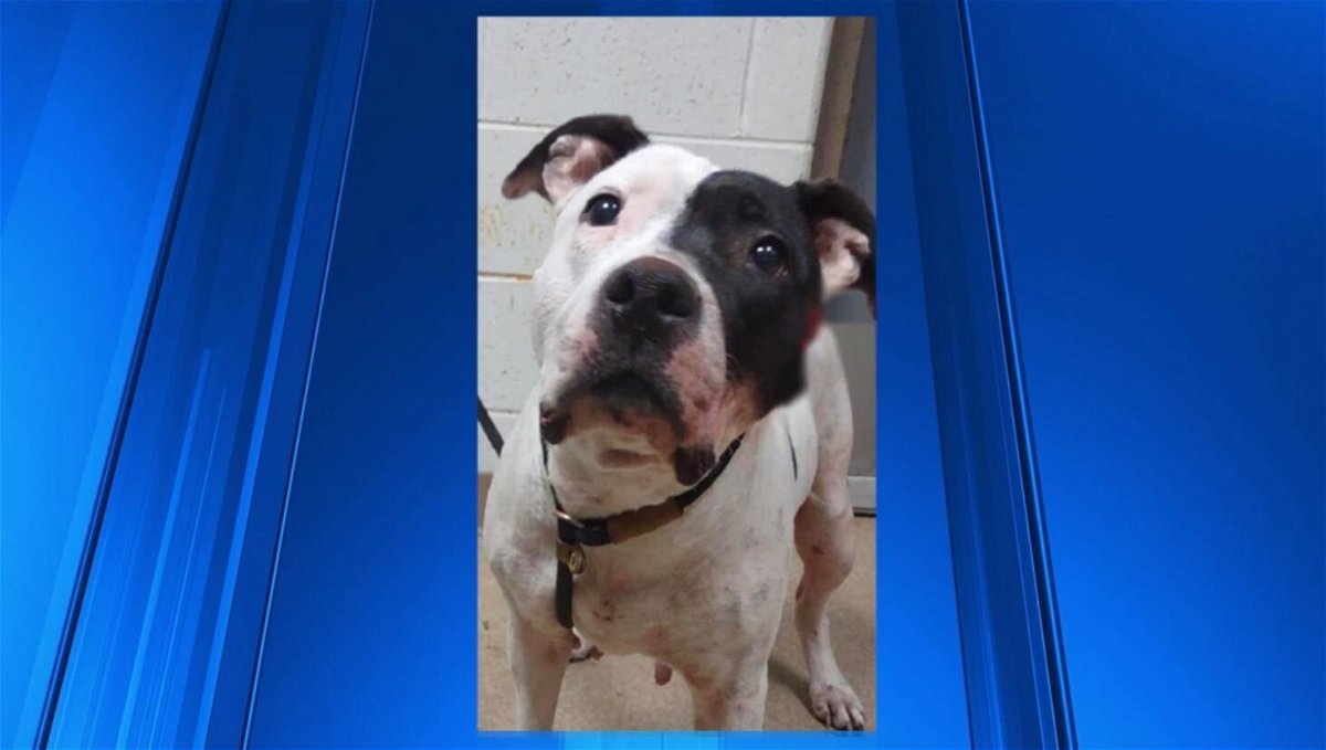 <i>SCACC/WNEM</i><br/>The dog was dropped off with a gunshot wound in her jaw.