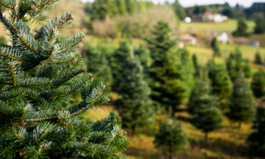 States that produce the most Christmas trees