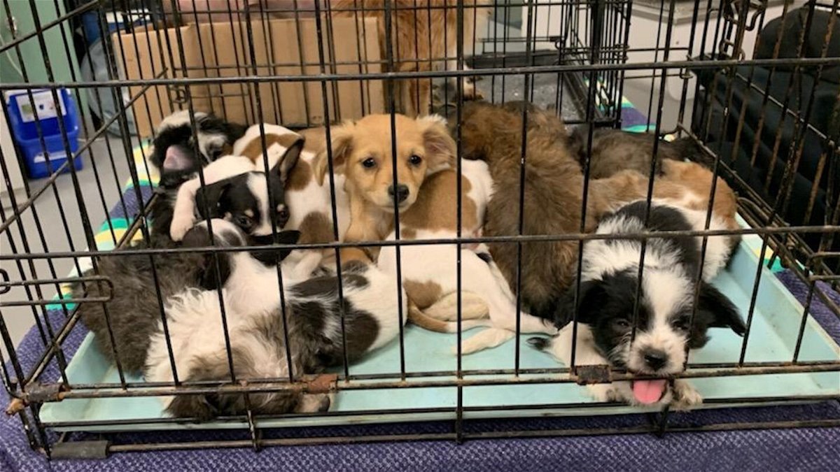 72 dogs rescued from home in the Cabazon area after owner's family ask for  help with care - KESQ