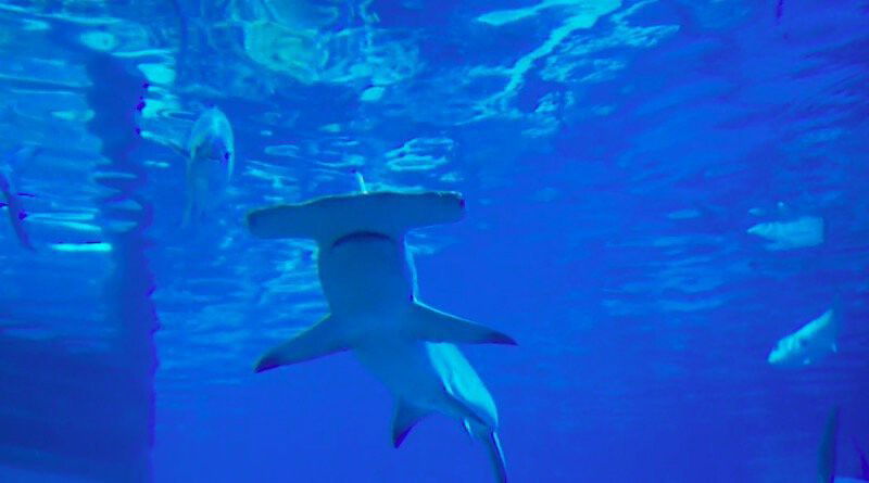 Critically endangered great hammerhead shark arrives at SeaWorld - KESQ