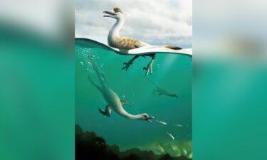An artist's life reconstruction of the bird-like Cretaceous Period dinosaur Natovenator polydontus
