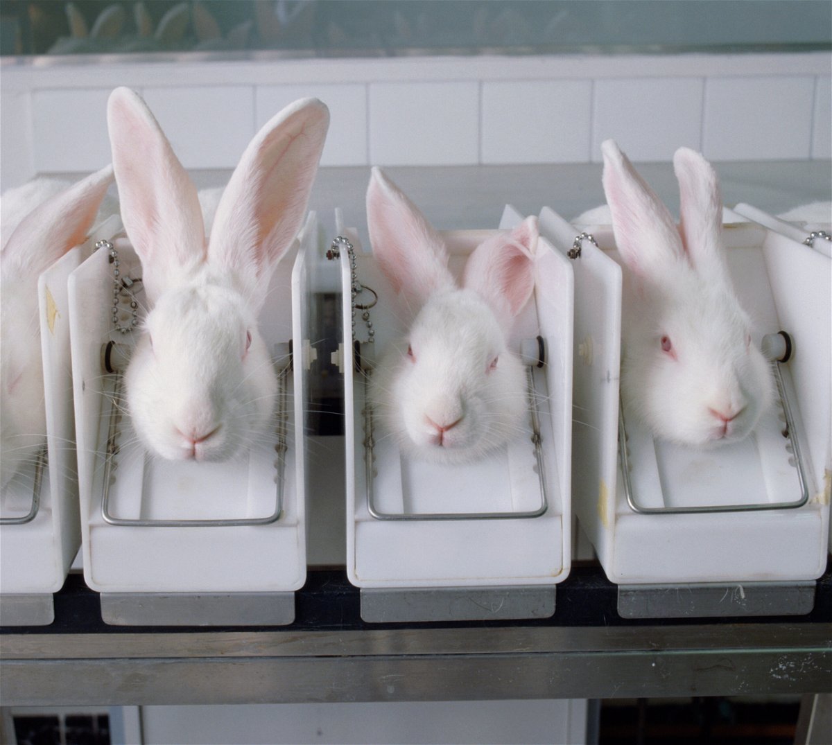 10 states have now banned the sale of cosmetics tested on animals - KESQ