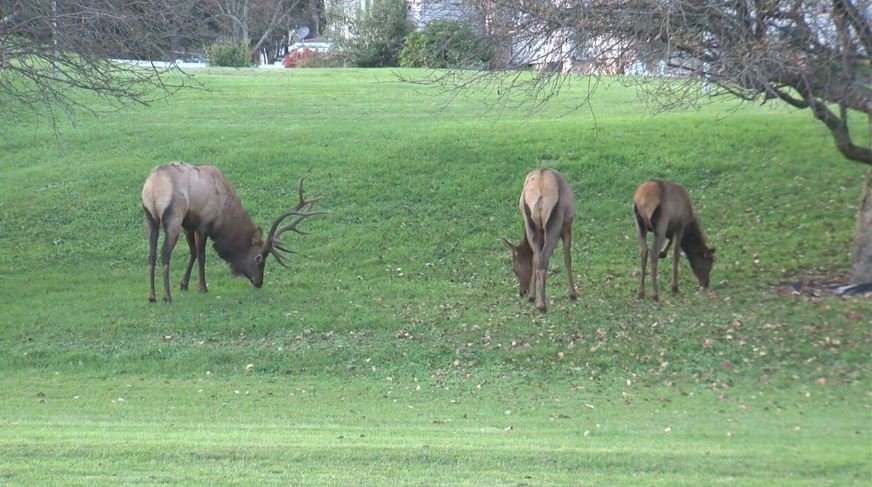 <i></i><br/>Six thousand dollars in reward money is up for grabs for information leading to an arrest in an elk poaching investigation out of Cherokee