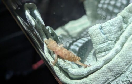 The tiny gecko is currently being cared for at an animal rescue.