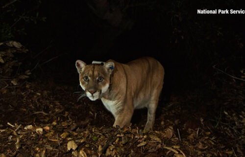 Local celebrity mountain lion P-22 had to be euthanized after he was likely struck by a vehicle.