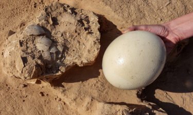A fresh ostrich egg displayed next to the fragments of the ostrich egg discovered.