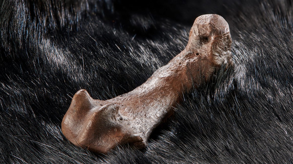 <i>Volker Minkus</i><br/>The cave bear foot bone featured detailed cut marks.