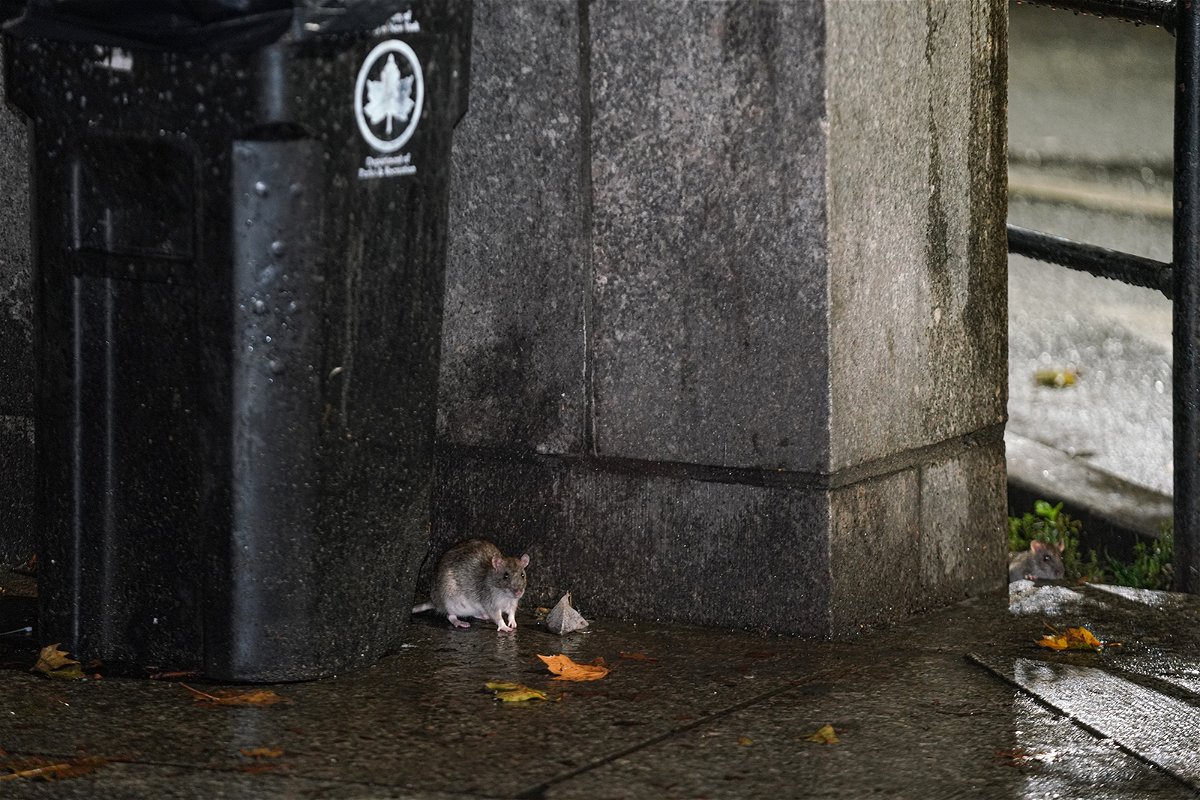 <i>Lokman Vural Elibol/Anadolu Agency/Getty Images</i><br/>A rat scavages by a trash bin in New York in October.
