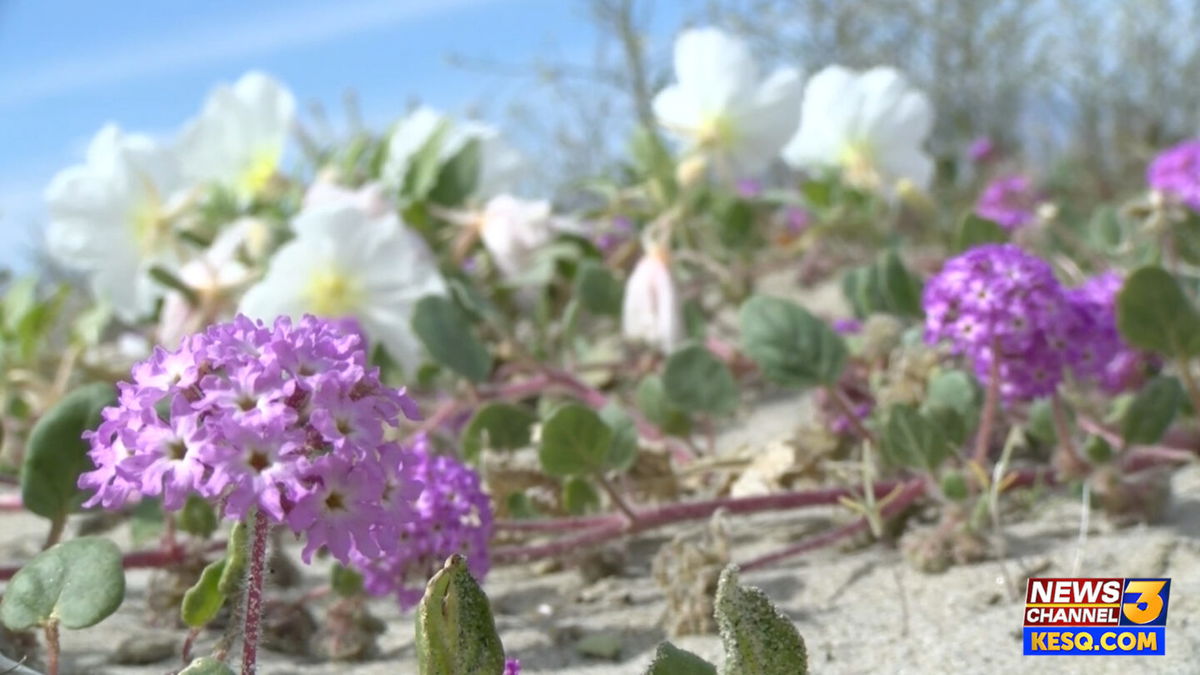 2019 Super Bloom