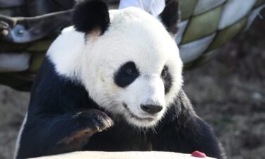 Giant panda Le Le is seen here at the Memphis Zoo in February 2021. Le Le died at the Memphis Zoo earlier this week.