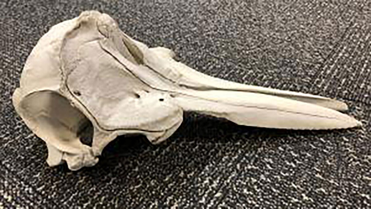 <i>US Customs and Border Protection</i><br/>Authorities turned over the skull to US Fish and Wildlife Service inspectors for investigation.