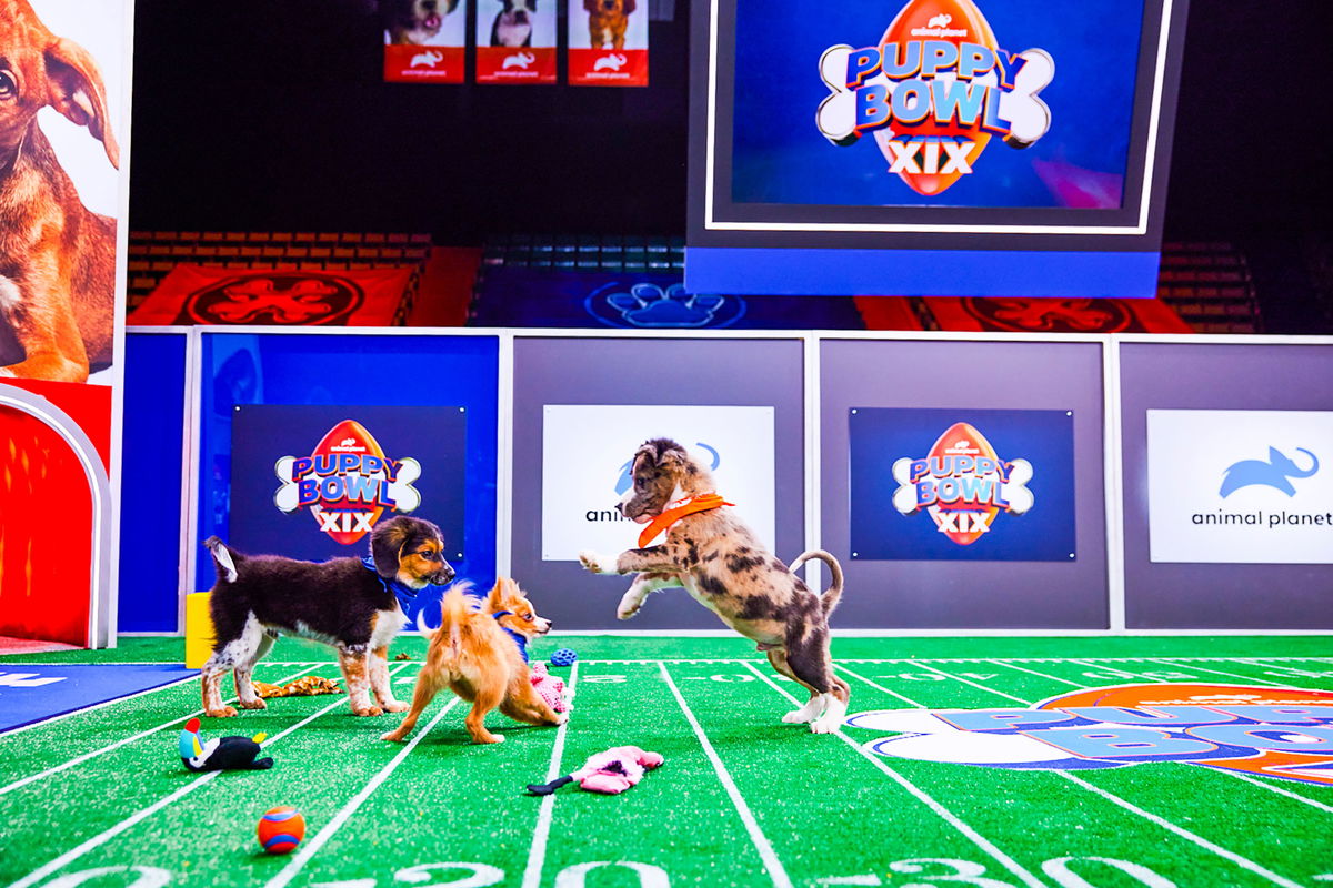 Puppy Bowl 2023 – How to Watch the Event on TV & Stream Online!, 2023  Puppy Bowl, 2023 Super Bowl, Dan Schachner, Super Bowl