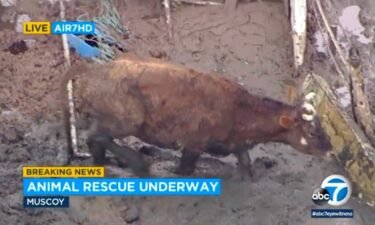 Seventeen farm animals had to be rescued Wednesday afternoon after they got stuck in mud in an unincorporated part of San Bernardino County.