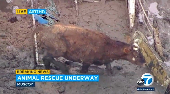 <i>KABC</i><br/>Seventeen farm animals had to be rescued Wednesday afternoon after they got stuck in mud in an unincorporated part of San Bernardino County.