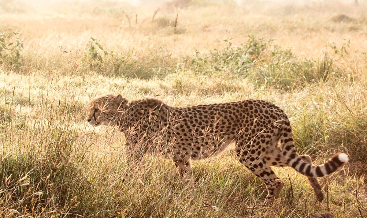 <i>Eli Walker/Cheetah Conservation Fund</i><br/>The deceased cheetah was part of an ambitious program aimed at bringing the big cats back to India