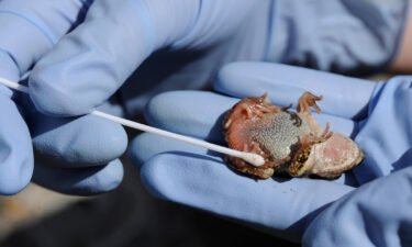 Scientist Susan Walker is shown holding a Majorcan midwife toad and taking a sample using a cotton swab for testing for chytridiomycosis disease in Mallorca