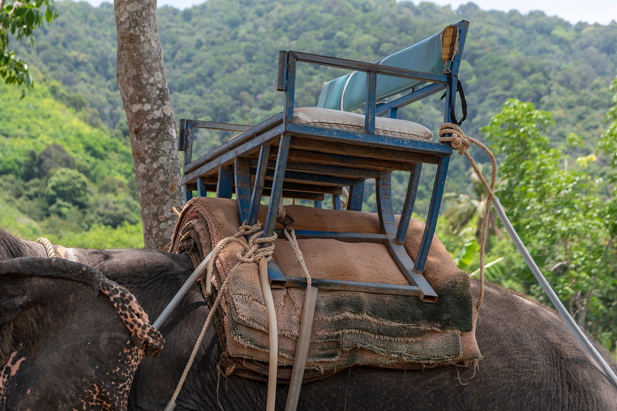 This is what years of tourist rides do to an elephant - KESQ