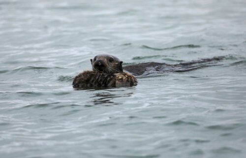 A study says a rare strain of a parasite has killed four southern sea otters in California in the past couple years. Here